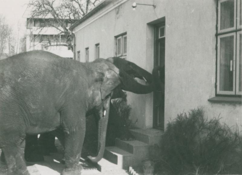 Elefanter landet Det Danske Filminstitut
